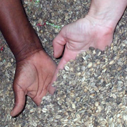 Coffee Beans